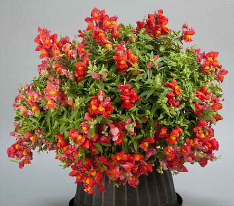 Foto de variedad de flores para ser usadas como: Maceta y planta de temporada Antirrhinum majus Candy Showers Orange