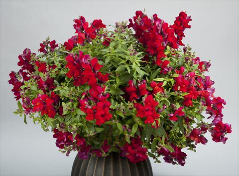 Foto de variedad de flores para ser usadas como: Maceta y planta de temporada Antirrhinum majus Candy Showers Red