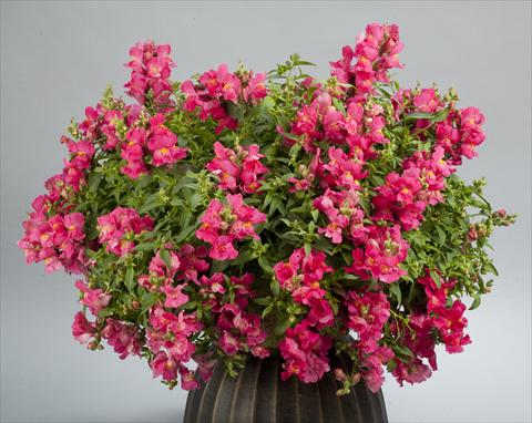 Foto de variedad de flores para ser usadas como: Maceta y planta de temporada Antirrhinum majus Candy Showers Rose