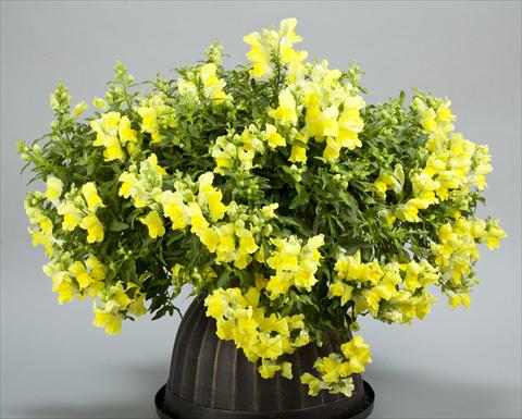 Foto de variedad de flores para ser usadas como: Maceta y planta de temporada Antirrhinum majus Candy Showers Yellow