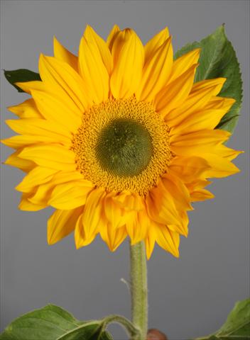 Foto de variedad de flores para ser usadas como: Flor cortada Helianthus annuus Vincent®s Fresh