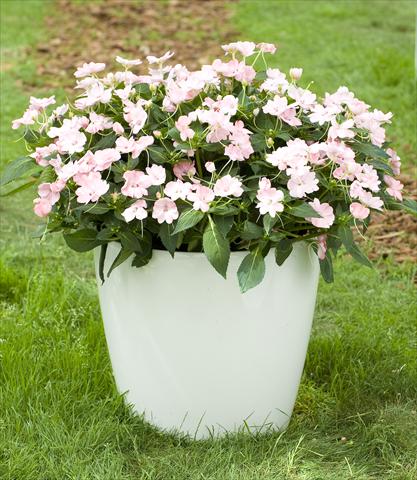 Foto de variedad de flores para ser usadas como: Maceta, planta de temporada, patio Impatiens N. Guinea SunPatiens® Vigorous Blush Pink