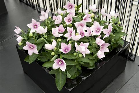 Foto de variedad de flores para ser usadas como: Maceta y planta de temporada Platycodon Astra Pink