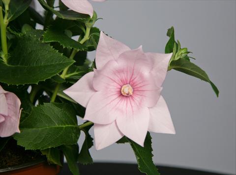 Foto de variedad de flores para ser usadas como: Maceta y planta de temporada Platycodon Astra Semi-Double Pink