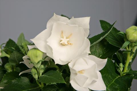 Foto de variedad de flores para ser usadas como: Maceta y planta de temporada Platycodon Astra Semi-Double White