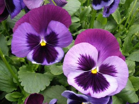 Foto de variedad de flores para ser usadas como: Maceta y planta de temporada Viola wittrockiana Dynamite Blue Jeans