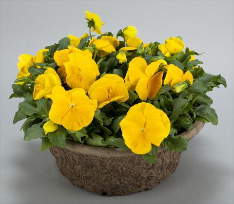 Foto de variedad de flores para ser usadas como: Maceta y planta de temporada Viola wittrockiana Power Clear Yellow