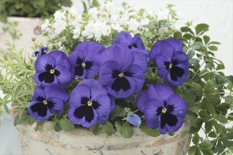 Foto de variedad de flores para ser usadas como: Maceta y planta de temporada Viola wittrockiana Premier Blue with Blotch