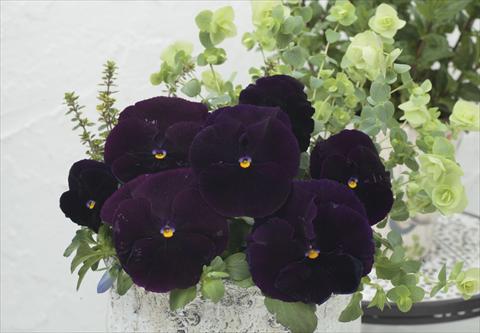 Foto de variedad de flores para ser usadas como: Maceta y planta de temporada Viola wittrockiana Premier Clear Purple