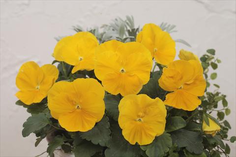 Foto de variedad de flores para ser usadas como: Maceta y planta de temporada Viola wittrockiana Premier Clear Yellow