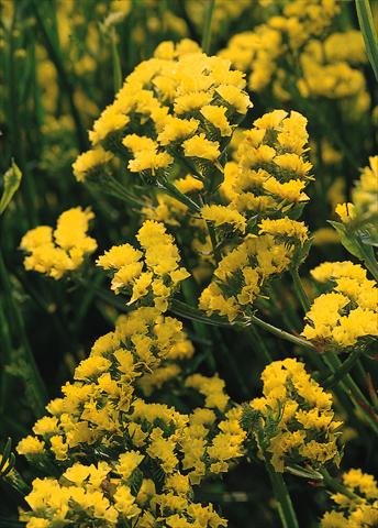 Foto de variedad de flores para ser usadas como: Maceta y planta de temporada Limonium sinuatum Qis Giallo