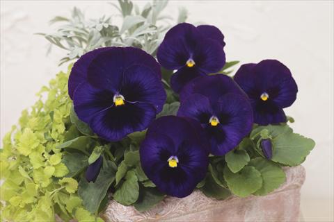 Foto de variedad de flores para ser usadas como: Maceta y planta de temporada Viola wittrockiana Premier Dark Blue with Blotch