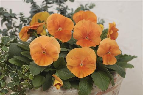 Foto de variedad de flores para ser usadas como: Maceta y planta de temporada Viola wittrockiana Premier Deep Orange