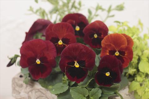 Foto de variedad de flores para ser usadas como: Maceta y planta de temporada Viola wittrockiana Premier Red with Blotch
