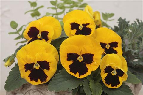 Foto de variedad de flores para ser usadas como: Maceta y planta de temporada Viola wittrockiana Premier Yellow with Blotch