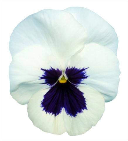 Foto de variedad de flores para ser usadas como: Maceta y planta de temporada Viola wittrockiana Premier White with Blotch
