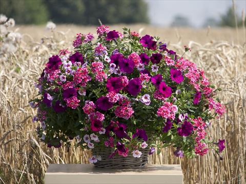 Foto de variedad de flores para ser usadas como: Maceta o Tarrina de colgar 3 Combo Trixi® Cherry Kiss