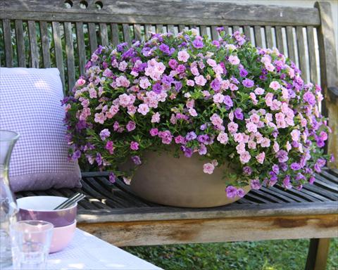 Foto de variedad de flores para ser usadas como: Maceta o Tarrina de colgar 3 Combo Trixi® Pink Petticoat