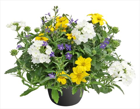 Foto de variedad de flores para ser usadas como: Maceta o Tarrina de colgar 3 Combo Trixi® Riverside