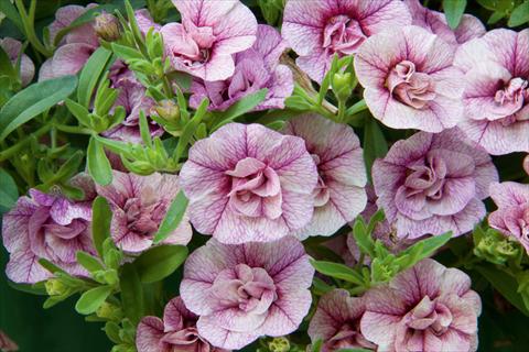 Foto de variedad de flores para ser usadas como: Maceta, planta de temporada, patio Calibrachoa MiniFamous® Double Pink Vein