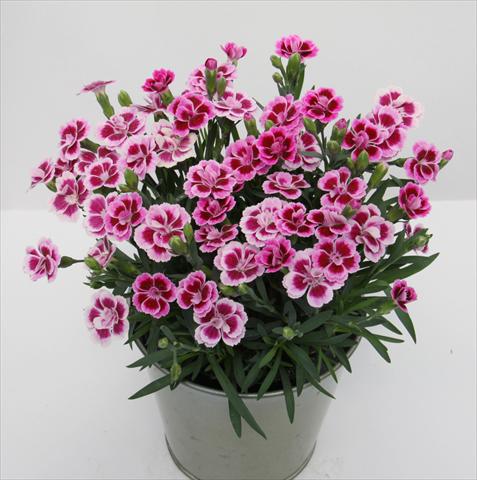 Foto de variedad de flores para ser usadas como: Tarrina de colgar / Maceta Dianthus Diantica® Pink Kisses
