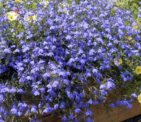 Foto de variedad de flores para ser usadas como: Tarrina de colgar / Maceta Lobelia Lobelia Bavaria