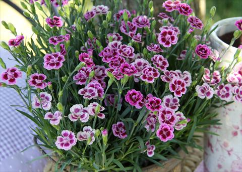 Foto de variedad de flores para ser usadas como: Tarrina de colgar / Maceta Dianthus Diantica® Purple Pink