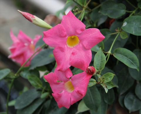 Foto de variedad de flores para ser usadas como: Patio, Maceta Dipladenia (Mandevilla) Sevilla Compact Pink