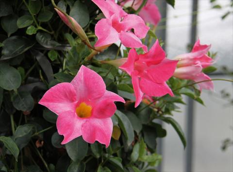 Foto de variedad de flores para ser usadas como: Patio, Maceta Dipladenia (Mandevilla) Sevilla Pink
