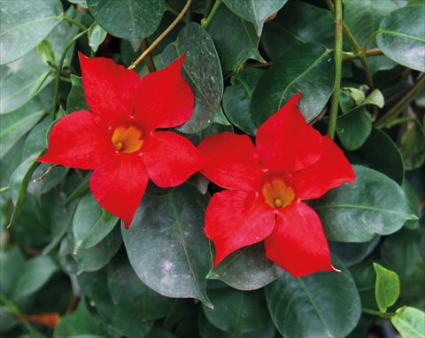 Foto de variedad de flores para ser usadas como: Patio, Maceta Dipladenia (Mandevilla) Sevilla Red 12