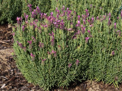 Foto de variedad de flores para ser usadas como: Maceta y planta de temporada Lavandula stoechas LaVela Dark Pink