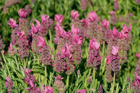 Foto de variedad de flores para ser usadas como: Maceta y planta de temporada Lavandula stoechas LaVela Pink