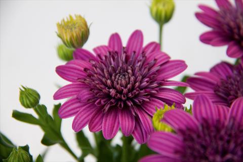 Foto de variedad de flores para ser usadas como: Maceta y planta de temporada Osteospermum FlowerPower® Double Purple 12