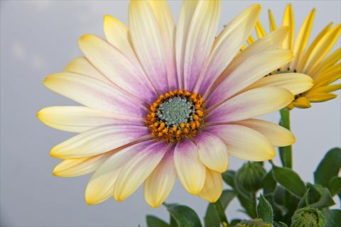 Foto de variedad de flores para ser usadas como: Maceta y planta de temporada Osteospermum FlowerPower® Shadow Lemon