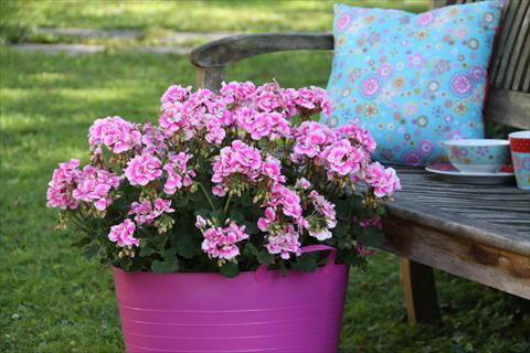 Foto de variedad de flores para ser usadas como: Maceta o Tarrina de colgar Pelargonium zonale Moonlight® Katy