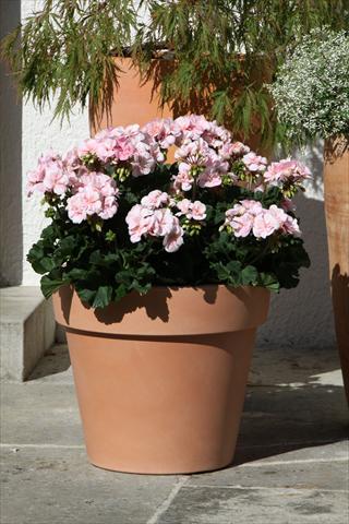 Foto de variedad de flores para ser usadas como: Maceta o Tarrina de colgar Pelargonium zonale Moonlight® Leni