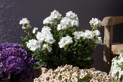 Foto de variedad de flores para ser usadas como: Maceta o Tarrina de colgar Pelargonium zonale Moonlight® Sailing 12