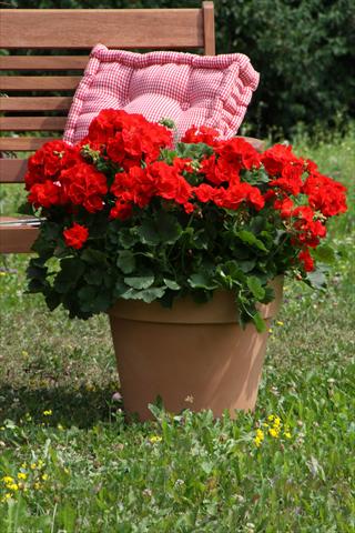 Foto de variedad de flores para ser usadas como: Maceta o Tarrina de colgar Pelargonium zonale Sunrise® Carlos