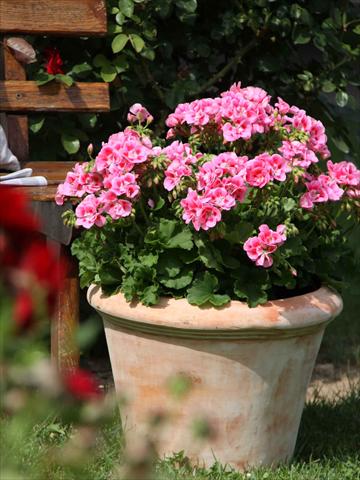 Foto de variedad de flores para ser usadas como: Maceta o Tarrina de colgar Pelargonium zonale Sunrise® Graziella