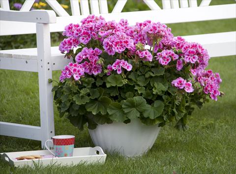 Foto de variedad de flores para ser usadas como: Maceta o Tarrina de colgar Pelargonium zonale Sunrise® XL Alexa