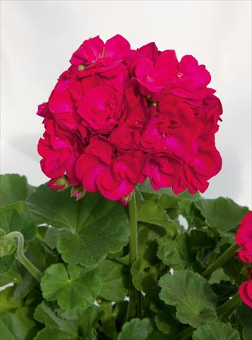 Foto de variedad de flores para ser usadas como: Maceta o Tarrina de colgar Pelargonium zonale Sunrise® XL Juan