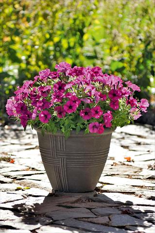 Foto de variedad de flores para ser usadas como: Maceta, planta de temporada, patio Petunia Bonnie Burgundy