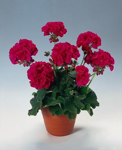 Foto de variedad de flores para ser usadas como: Maceta o Tarrina de colgar Pelargonium zonale pac® Melocherry