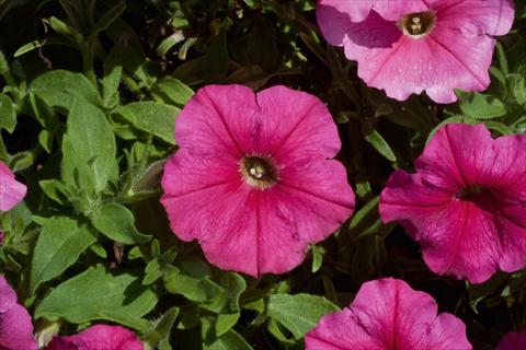 Foto de variedad de flores para ser usadas como: Maceta, planta de temporada, patio Petunia Bonnie Dark Pink