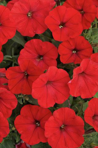 Foto de variedad de flores para ser usadas como: Maceta, planta de temporada, patio Petunia Bonnie Red