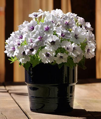 Foto de variedad de flores para ser usadas como: Maceta, planta de temporada, patio Petunia Bonnie Silver