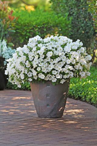Foto de variedad de flores para ser usadas como: Maceta, planta de temporada, patio Petunia Bonnie White