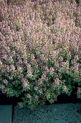Foto de variedad de flores para ser usadas como: Maceta y planta de temporada Thymus Silver Queen