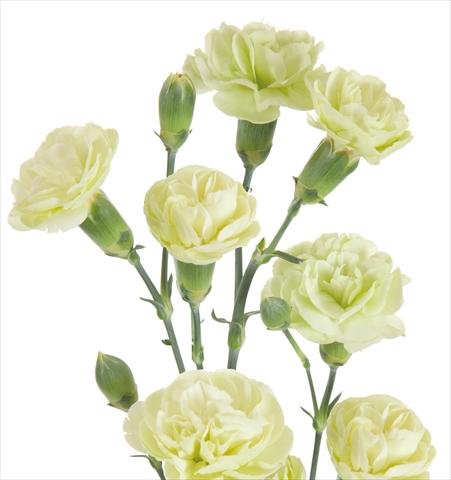 Foto de variedad de flores para ser usadas como: Flor cortada Dianthus caryophyllus Jade