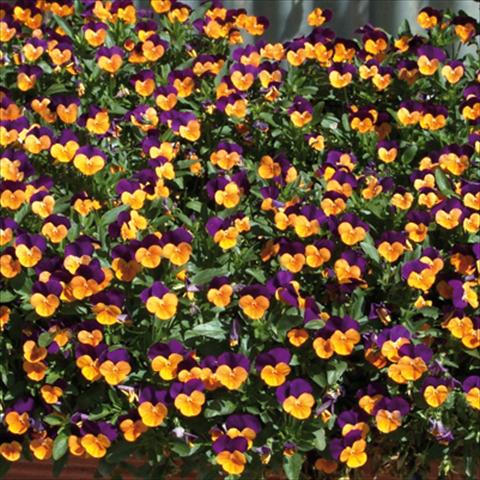 Foto de variedad de flores para ser usadas como: Planta de temporada / borde del macizo Viola cornuta Orange Jump up